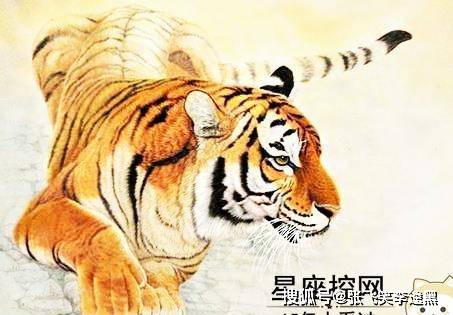 虎頭王中王打一生肖——探尋背后的神秘與魅力，虎頭王中王背后的生肖神秘魅力探尋記