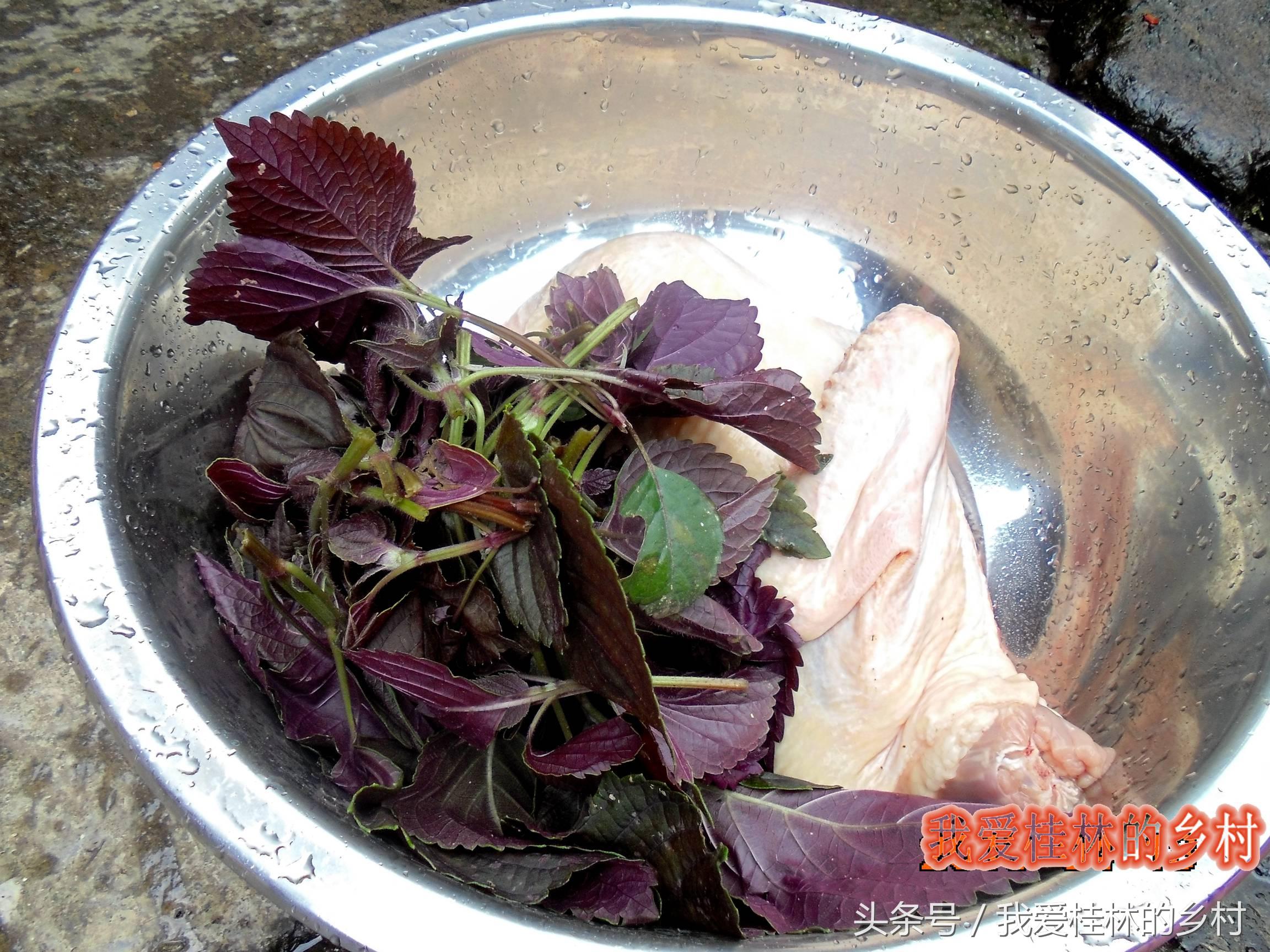半夏的功效與作用，深入了解中藥的獨特魅力，半夏的功效獨特，深入了解中藥魅力，藥用價值與作用解析