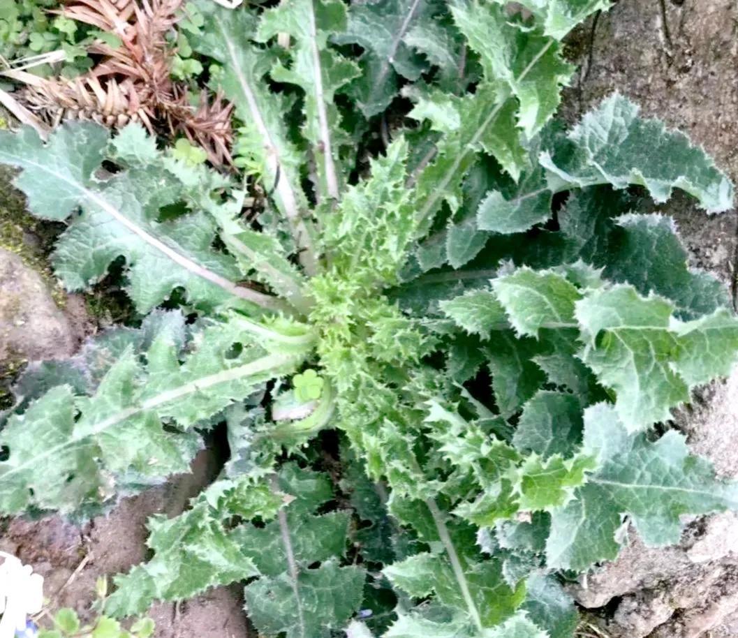 抗癌第一的野菜——探尋神奇的自然力量，抗癌第一野菜，探尋神奇的自然力量