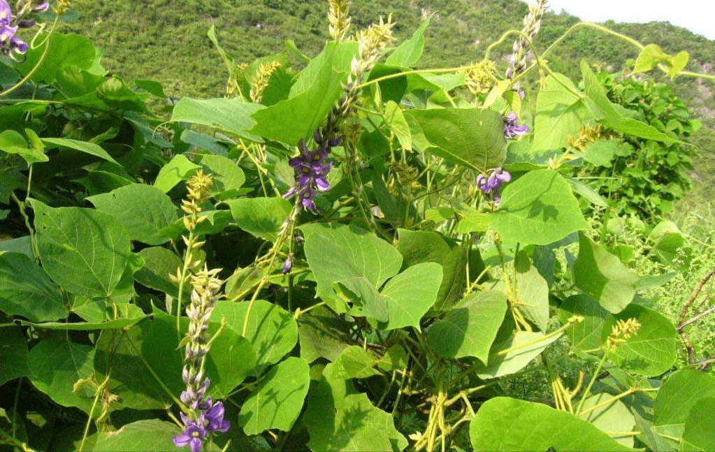 葛根，是傷肝還是護(hù)肝？全面解讀其功效與安全性，葛根，功效、安全性與對肝臟的影響全面解讀