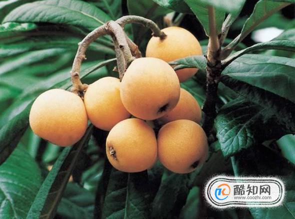 枇杷，神奇的自然寶藏——功效與作用探索，枇杷，自然中的神奇寶藏——探索其功效與作用