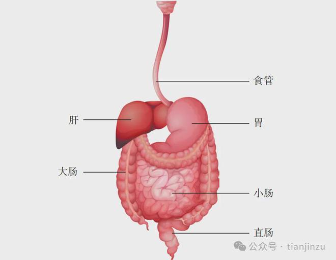 食道癌早期征兆，了解并預(yù)防的15種關(guān)鍵跡象，食道癌早期征兆揭秘，預(yù)防食道癌的15種關(guān)鍵跡象需警惕