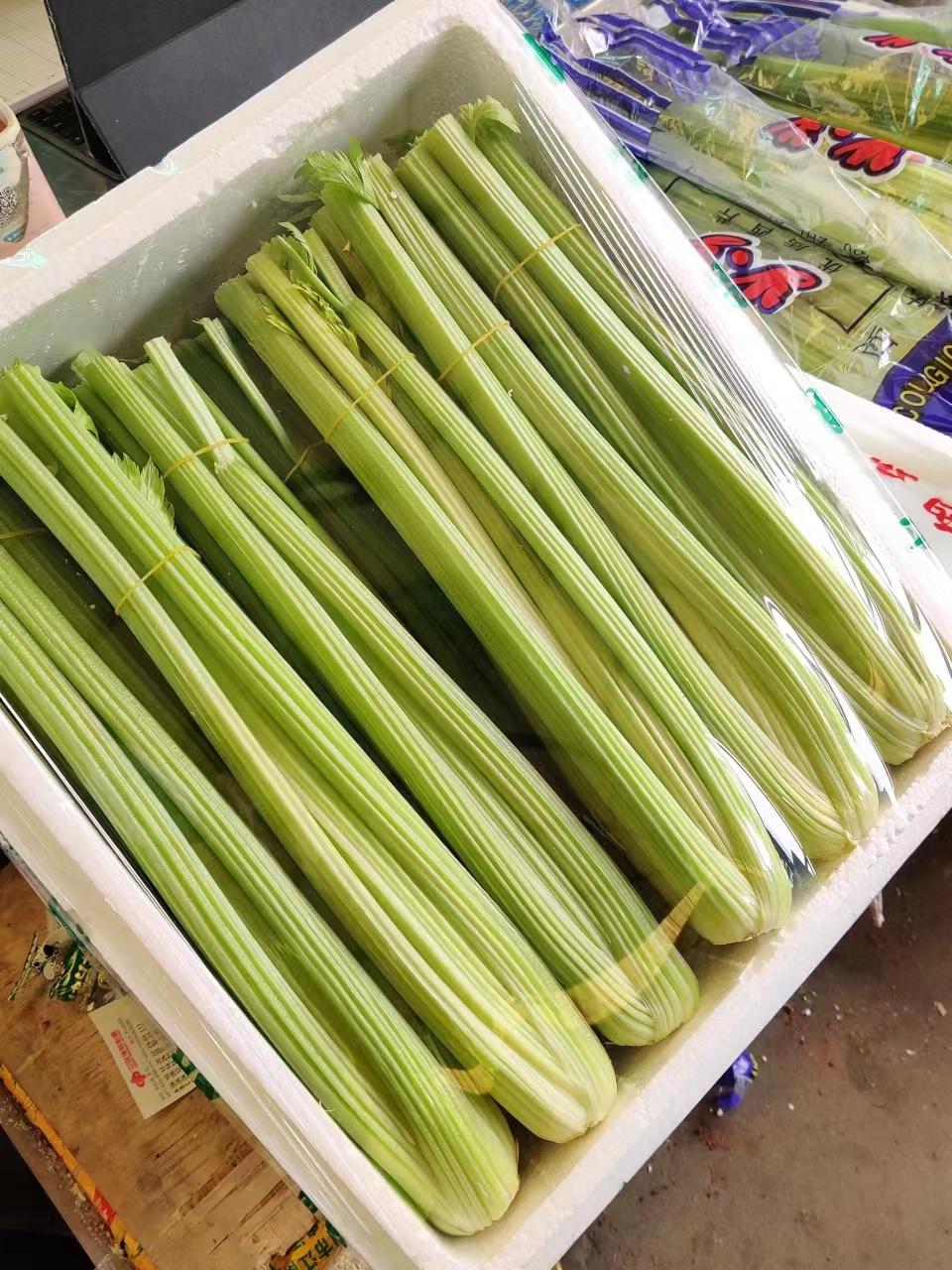 蛋蛋科普，正常的蛋蛋形態(tài)與特征，蛋蛋科普，正常蛋蛋的形態(tài)與特征解析