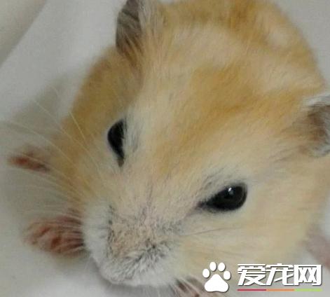 懷孕早期征兆