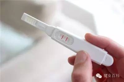 比試紙更早的懷孕信號(hào)，揭示懷孕的早期跡象與體驗(yàn)，懷孕早期跡象與體驗(yàn)，早于試紙的預(yù)警信號(hào)