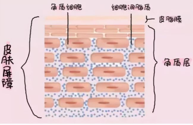 角質(zhì)層薄怎么養(yǎng)厚，全面指南與實(shí)用建議，角質(zhì)層養(yǎng)護(hù)全攻略，如何有效增厚皮膚角質(zhì)層實(shí)用指南與建議