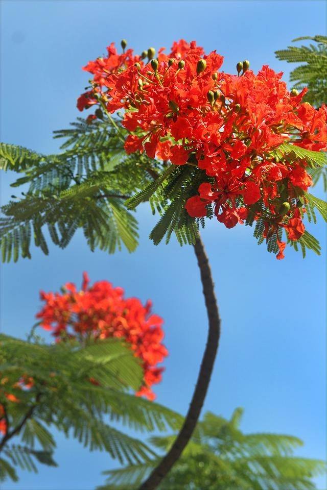 4987最準(zhǔn)最快狀元紅