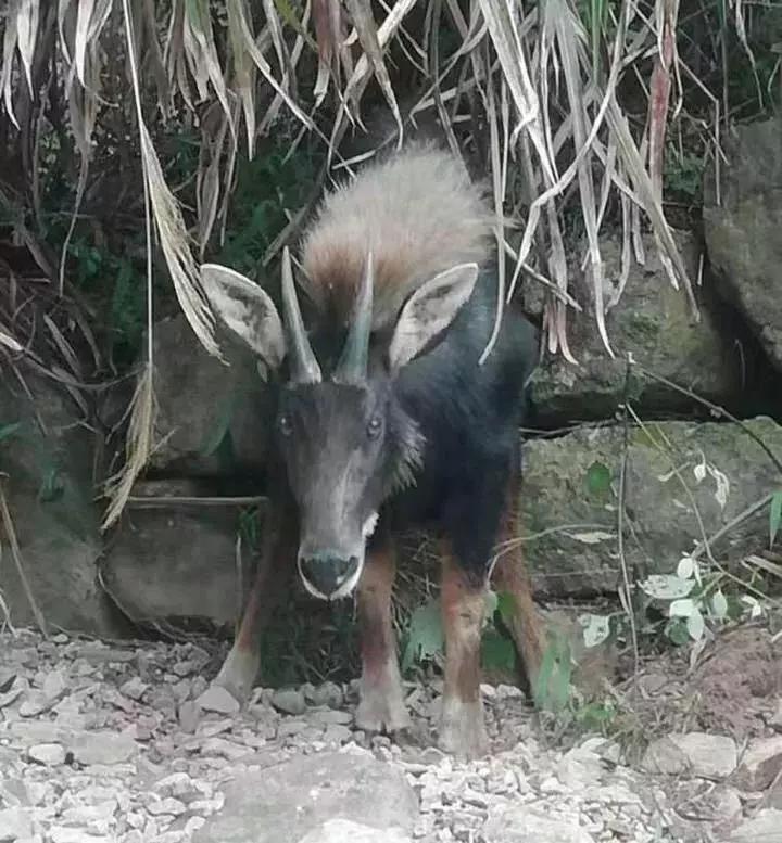 揭秘四不像王中王一肖的神秘面紗，揭秘四不像之王中王一肖的神秘面紗